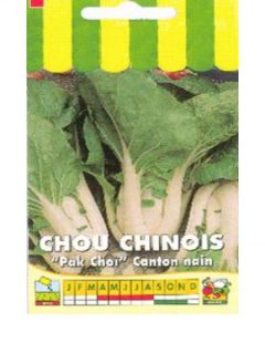 Chou de Chine'Canton nain'