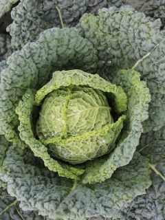 Chou de Milan Taler F1