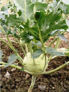 Chou-Rave blanc hâtif de Vienne