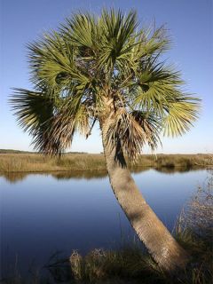 Sabal palmetto - Palmier chou Sabal palmetto - Palmier chou