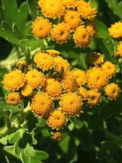 Chrysanthème 'Gold And Silver'
