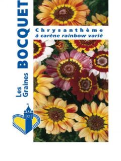 Chrysanthème 'Rainbow' en mélange