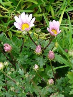 Chrysanthème 'Roseum'