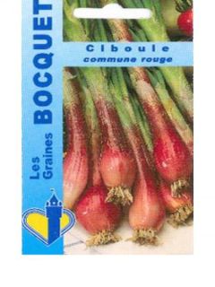 Ciboule rouge