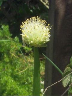 Ciboule - Allium fistulosum - Cive