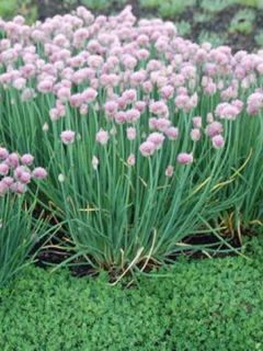 Ciboulette Rising Star - Allium schoenoprasum