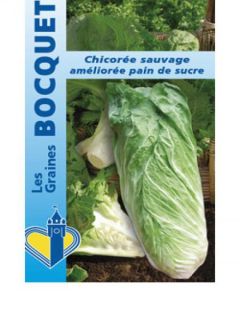 Chicorée Pain De Sucre AB 