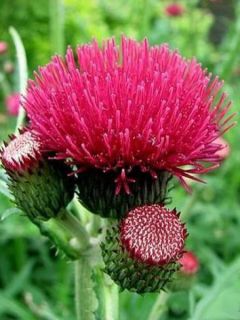 Cirse des rives 'Atropurpureum'