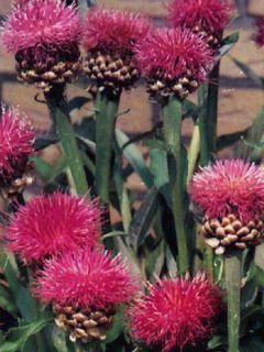 Cirsium japonicum Rose Beauty - Cirse du Japon