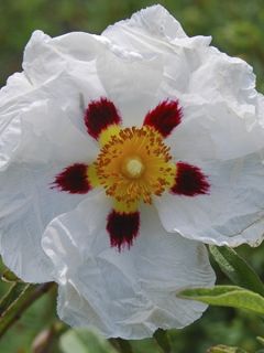 Cistus Alan Fradd - Ciste pourpre à fleurs blanches.