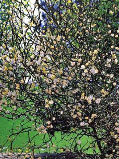 Citronnier épineux - Poncirus trifoliata