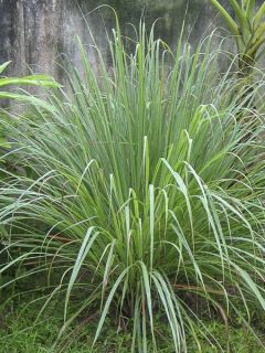 Citronnelle de Madagascar ou du Gabon en plant - Andropogon citratus