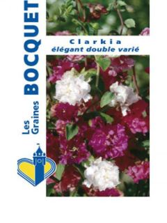 Graines de Clarkia élégant Apple Blossom