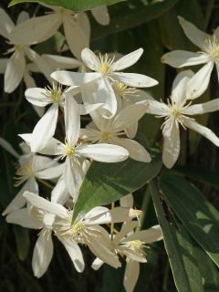 Clématite d'Armand Clématite d'Armand