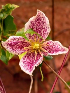 Clématite Cirrhosa freckles Clématite Cirrhosa freckles