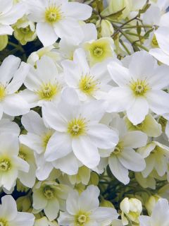 Clématite 'Avalanche' Clématite 'Avalanche'