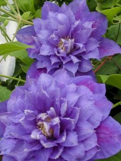 Clématite 'Beauty Of Worcester'