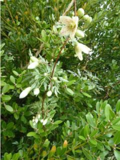 Clématite cireuse 'Balearica' Clématite cireuse 'Balearica'