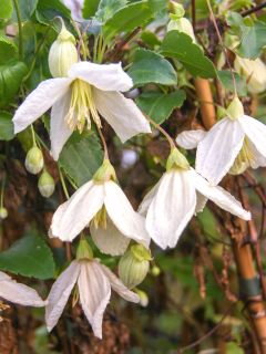 Clématite cireuse 'Jingle Bells' Clématite cireuse 'Jingle Bells'