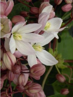 Clématite d'Armand 'Hundersonii Rubra' Clématite d'Armand 'Hundersonii Rubra'