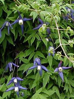 Clématite des Alpes