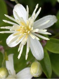Clematis vitalba - Clématite des haies Clematis vitalba - Clématite des haies