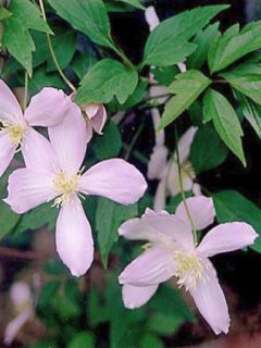 Clématite des montagnes 'Elisabeth'