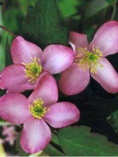 Clématite - Clematis montana Freda