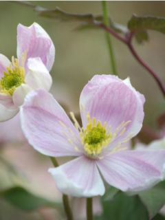Clématite des montagnes 'Pink Perfection' Clématite des montagnes 'Pink Perfection'