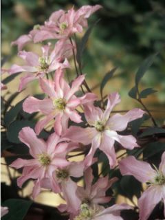 Clématite Montana Rosebud