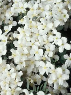 Clématite des montagnes 'Spooneri'