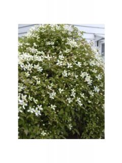 Clématite Montana Wilsonii