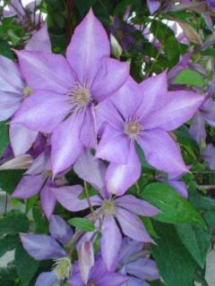 Clématite 'Dorothy Walton' Clématite 'Dorothy Walton'