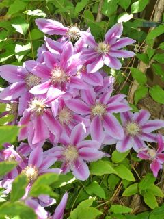 Clématite 'Dr. Ruppel' Clématite 'Dr. Ruppel'