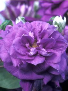 Clématite - Clematis Franziska Marie