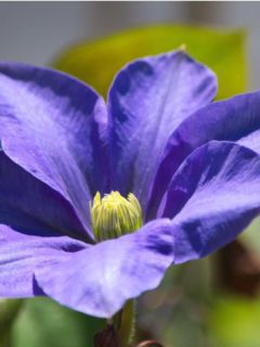 Clématite 'Fuji Musume' Clématite 'Fuji Musume'