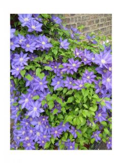 Clématite 'H F Young' Clématite 'H F Young'