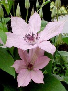 Clématite 'Hagley Hybrid' Clématite 'Hagley Hybrid'