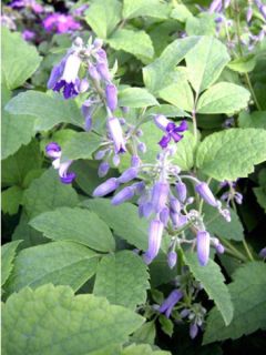 Clématite heracleifolia Clématite heracleifolia
