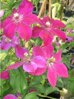 Clématite 'Huvi' Clématite 'Huvi'