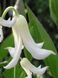 Clématite integrifolia Alba