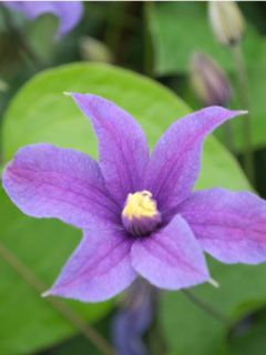 Clématite integrifolia 'Arabella'