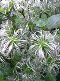 Clématite integrifolia 'Fascination® '