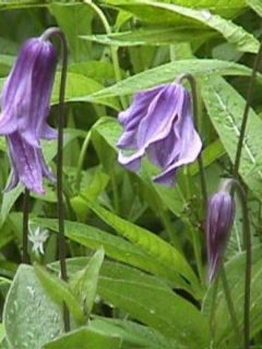 Clématite integrifolia