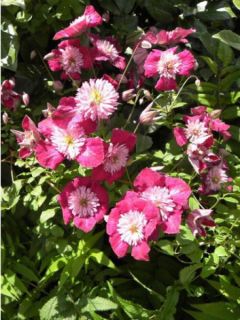 Clématite - Clematis Avant Garde Clématite - Clematis Avant Garde