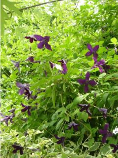 Clématite italienne 'Black Prince' Clématite italienne 'Black Prince'