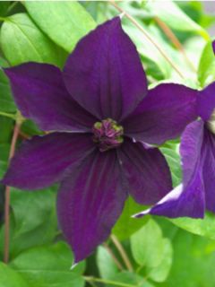 Clématite italienne - Clematis viticella Happy Birthday Clématite italienne - Clematis viticella Happy Birthday