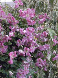 Clématite - Clematis viticella Krakowiak Clématite - Clematis viticella Krakowiak