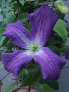 Clématite italienne - Clematis viticella Little Bas Clématite italienne - Clematis viticella Little Bas