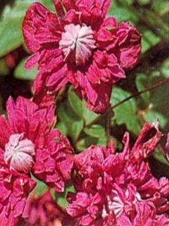 Clématite Viticella Purpurea Plena Elégans Clématite Viticella Purpurea Plena Elégans